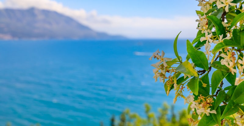 Passeggiate tra i gelsomini&nbsp;