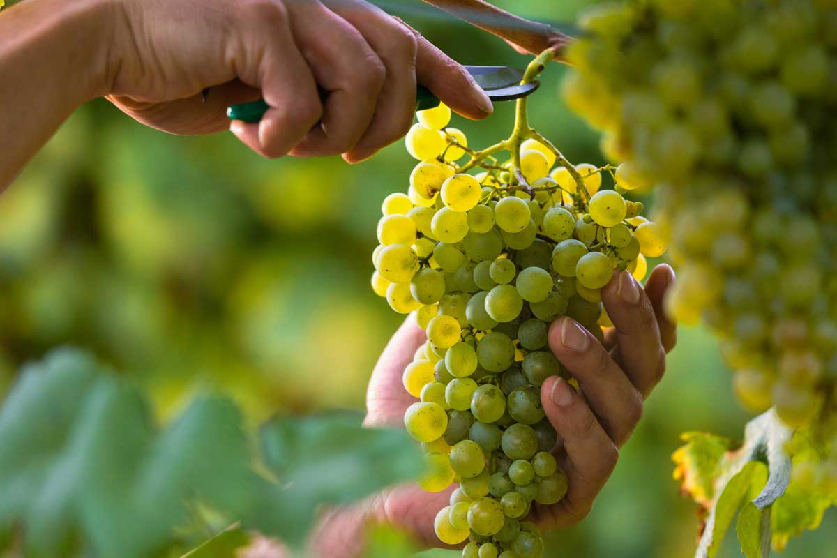 Azienda vitivinicola Casale Li Monaci